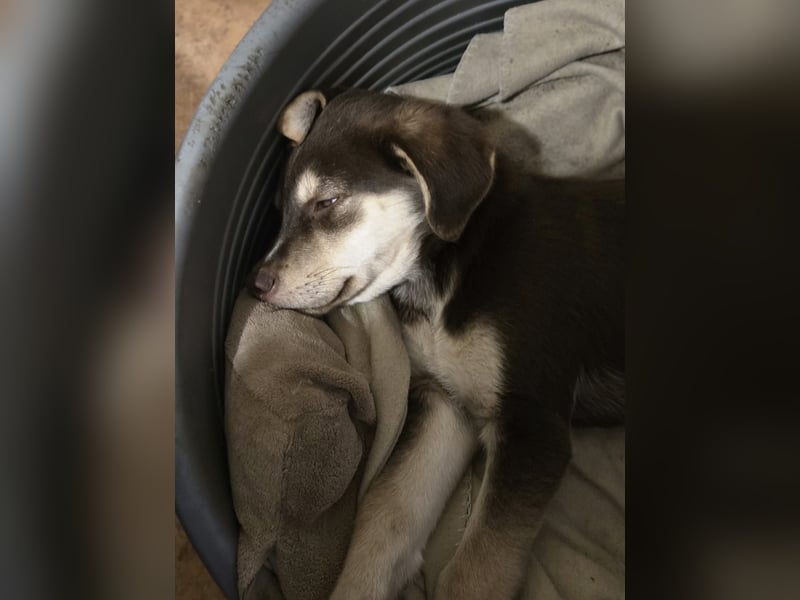 Akasha, aktiver Husky / Viszla Mix Welpe geb. 2025