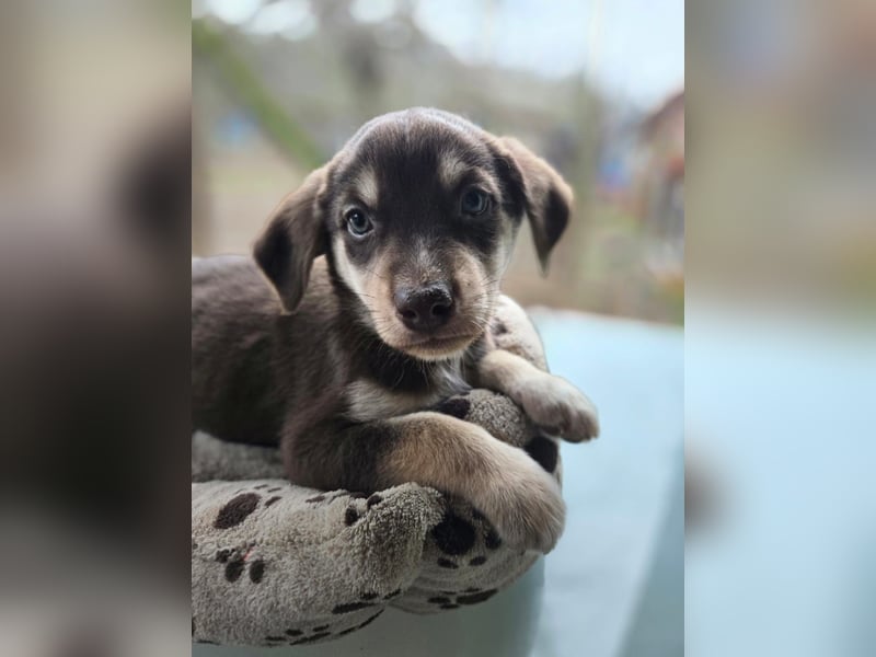 Akasha, aktiver Husky / Viszla Mix Welpe geb. 2025