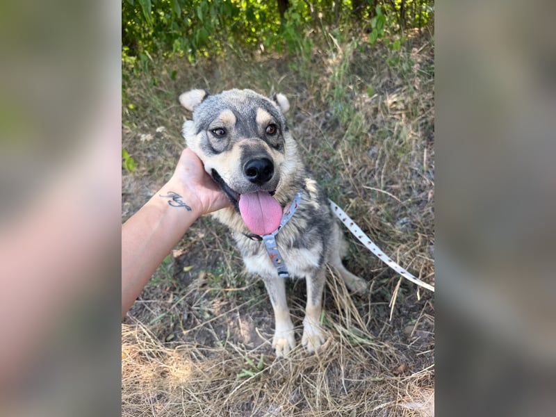 Loki, lieber, menschenbezogener Husky Mischlingsrüde geb. 08/2025
