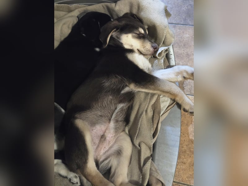 Akasha, aktiver Husky / Viszla Mix Welpe geb. 2025