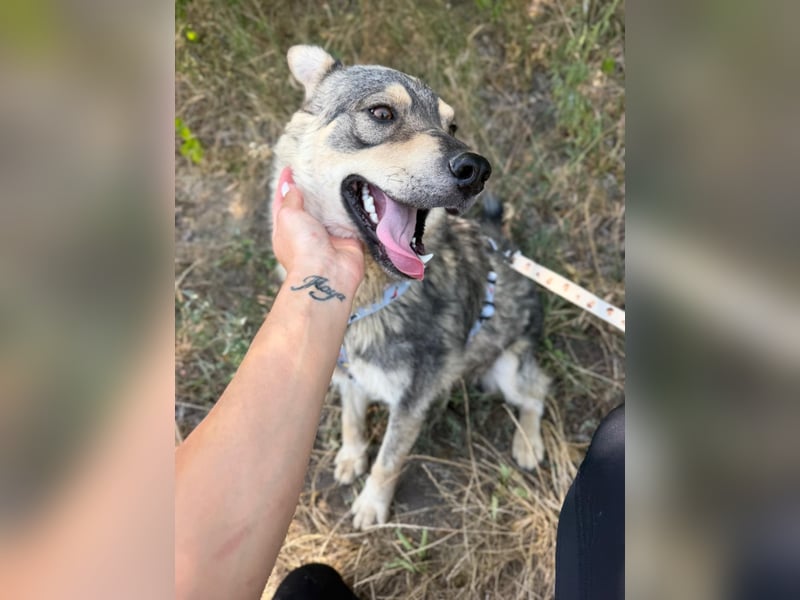 Loki, lieber, menschenbezogener Husky Mischlingsrüde geb. 08/2025