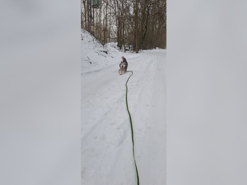 Shara, freundliches Husky Mimx Mädchen geb. 2025