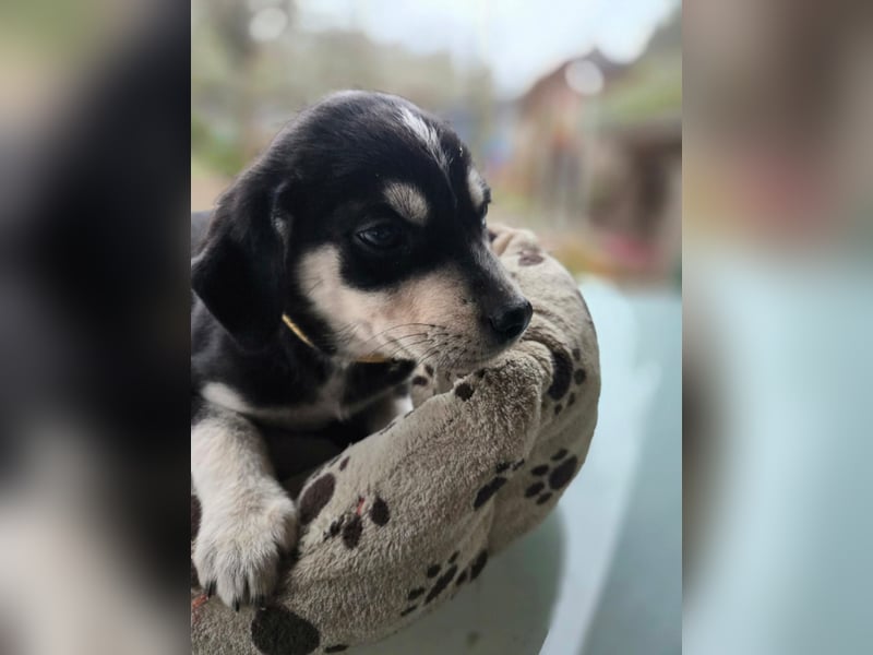 Afra, bildhübsches, aktives Husky / Viszla Mix Welpen Mädchen geb. 2025