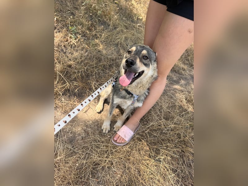 Loki, lieber, menschenbezogener Husky Mischlingsrüde geb. 08/2025