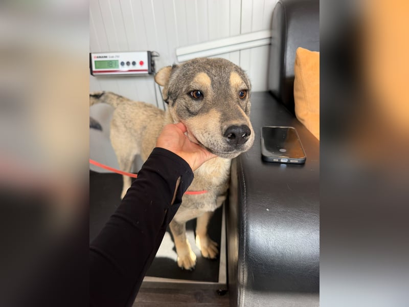 Loki, lieber, menschenbezogener Husky Mischlingsrüde geb. 08/2025