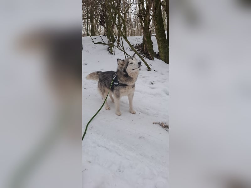 Shara, freundliches Husky Mimx Mädchen geb. 2025