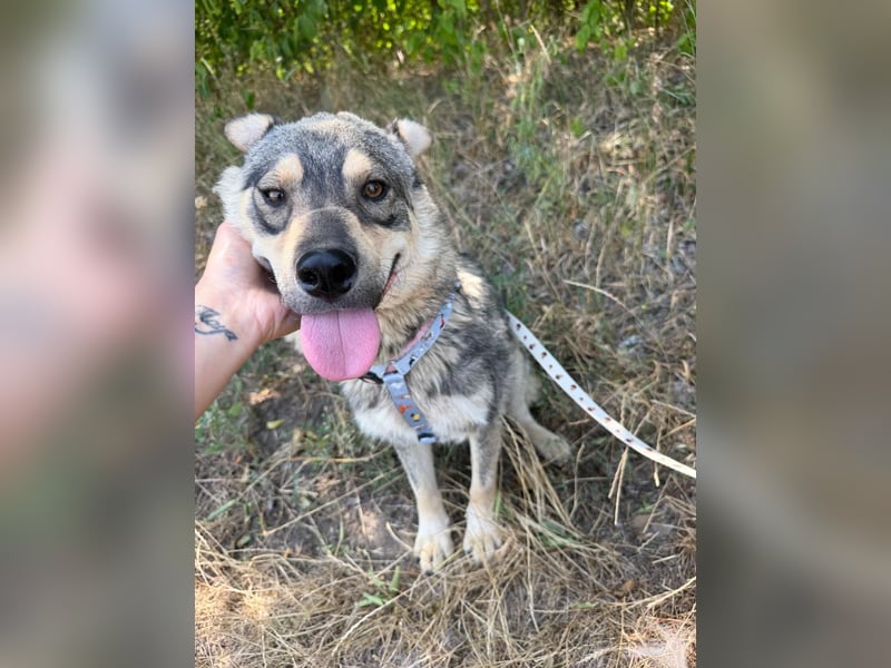 Loki, lieber, menschenbezogener Husky Mischlingsrüde geb. 08/2025