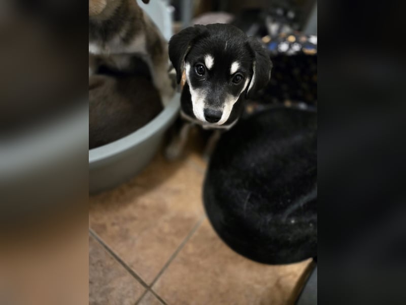 Afra, bildhübsches, aktives Husky / Viszla Mix Welpen Mädchen geb. 2025
