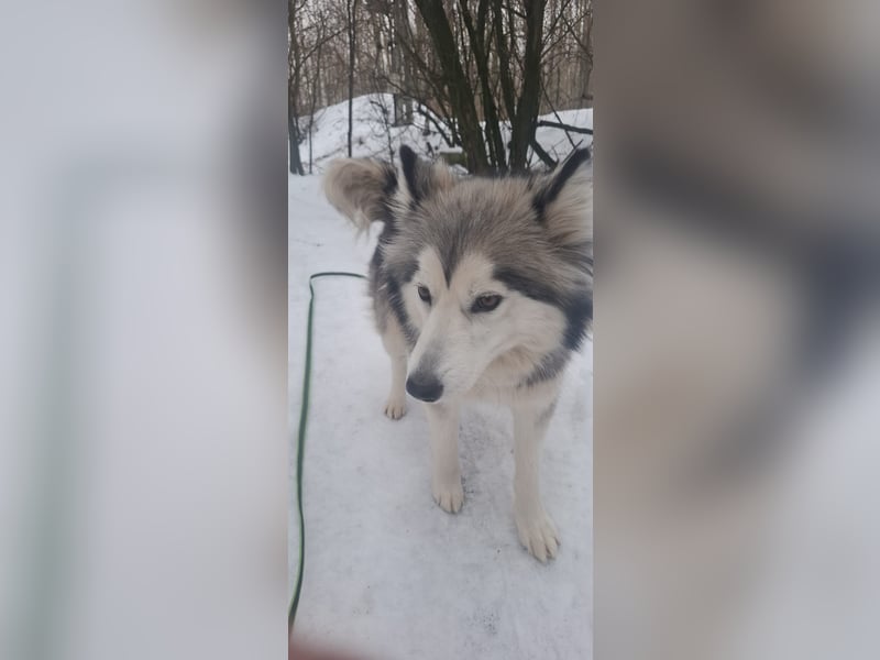 Shara, freundliches Husky Mimx Mädchen geb. 2025