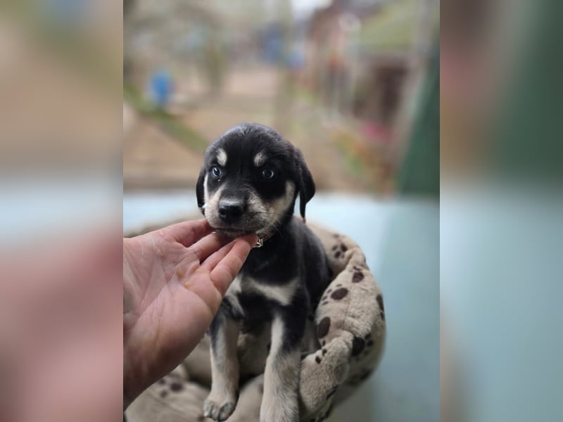 Aisa, hübsches , aktives Husky Viszla Mix Welpenmädchen geb. 2025