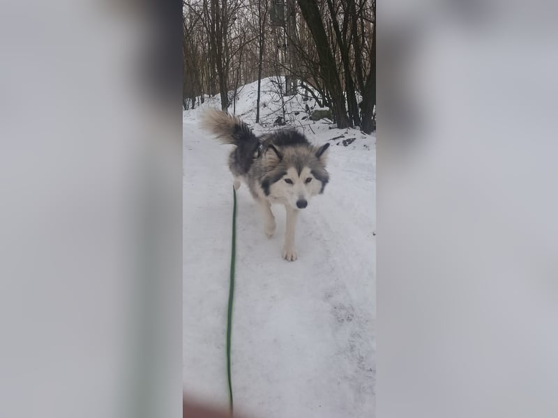 Shara, freundliches Husky Mimx Mädchen geb. 2025