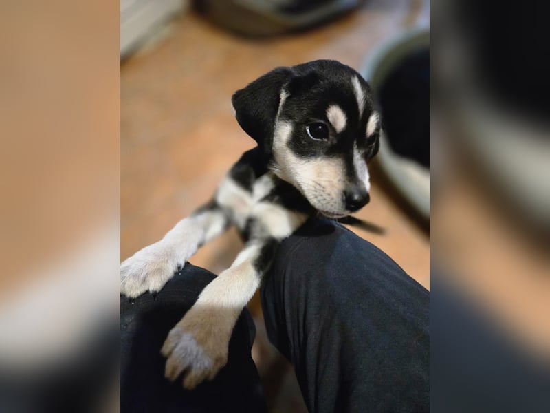 Afra, bildhübsches, aktives Husky / Viszla Mix Welpen Mädchen geb. 2025