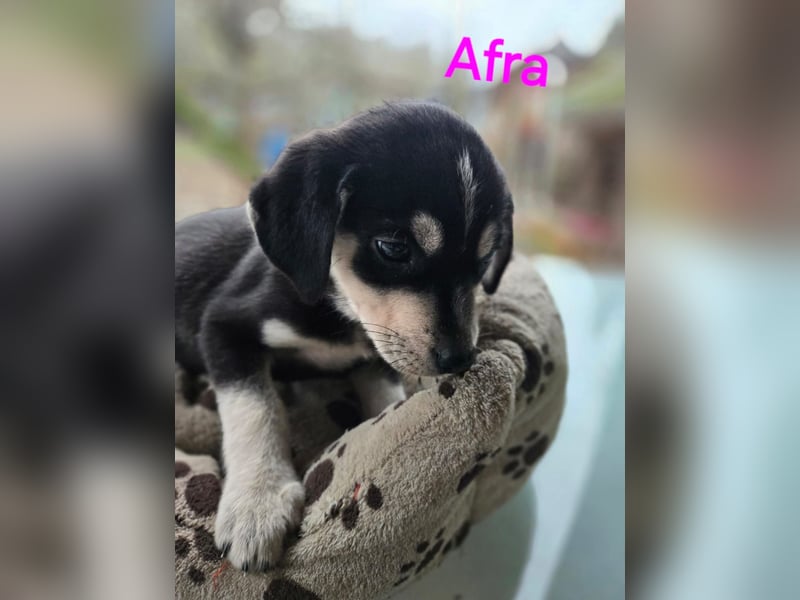 Afra, bildhübsches, aktives Husky / Viszla Mix Welpen Mädchen geb. 2025