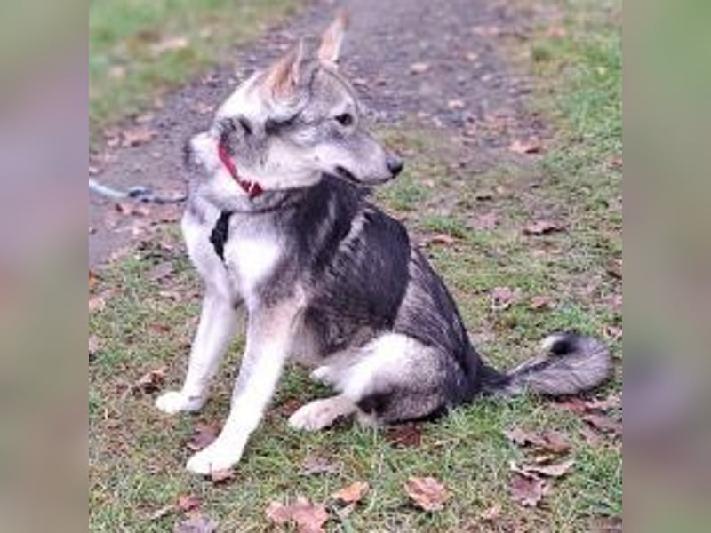 Husky Mischlings Junghündin "Hera" sucht ein Zuhause