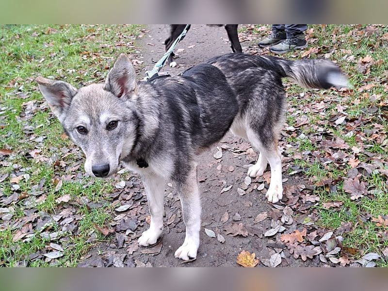 Husky Mischlings Junghündin "Hera" sucht ein Zuhause