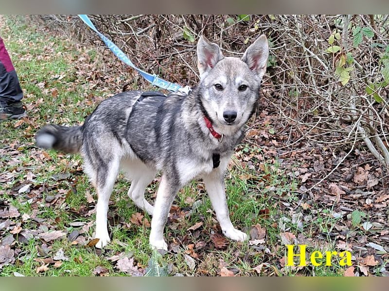 Husky Mischlings Junghündin "Hera" sucht ein Zuhause
