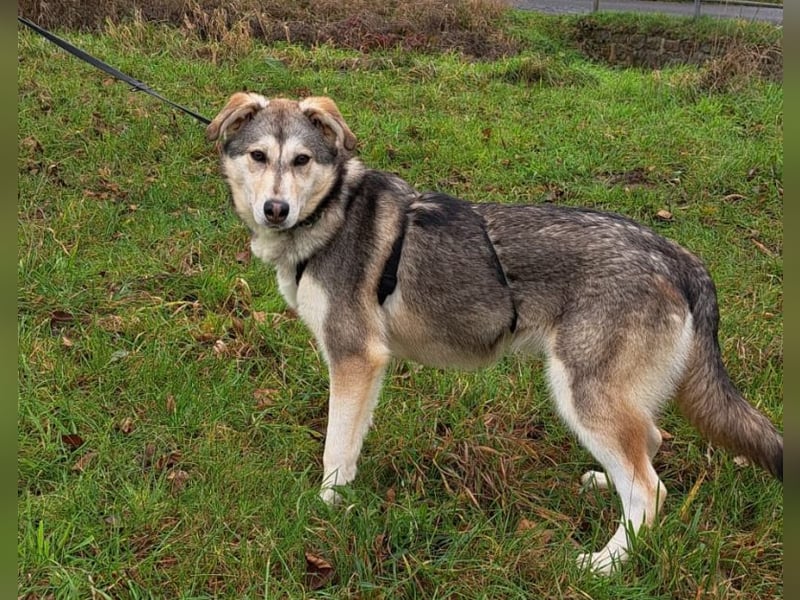 Husky Mischlings Junghündin "Hilda" sucht ein Zuhause