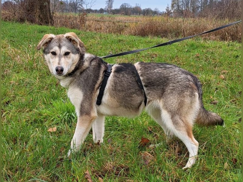 Husky Mischlings Junghündin "Hilda" sucht ein Zuhause