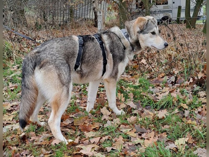 Husky Mischlings Junghündin "Hilda" sucht ein Zuhause