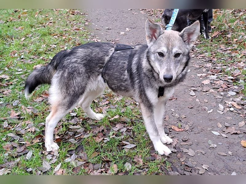Husky Mischlings Junghündin "Hera" sucht ein Zuhause