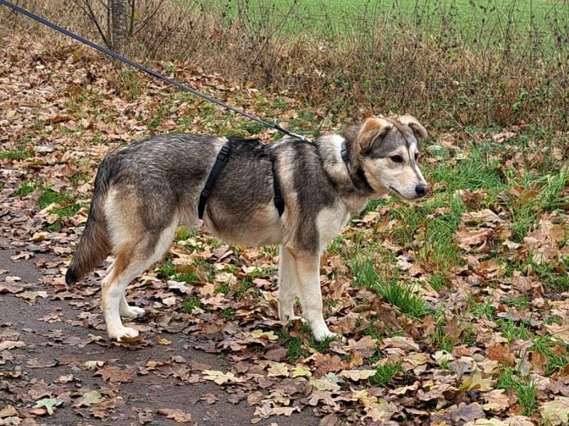 Husky Mischlings Junghündin "Hilda" sucht ein Zuhause