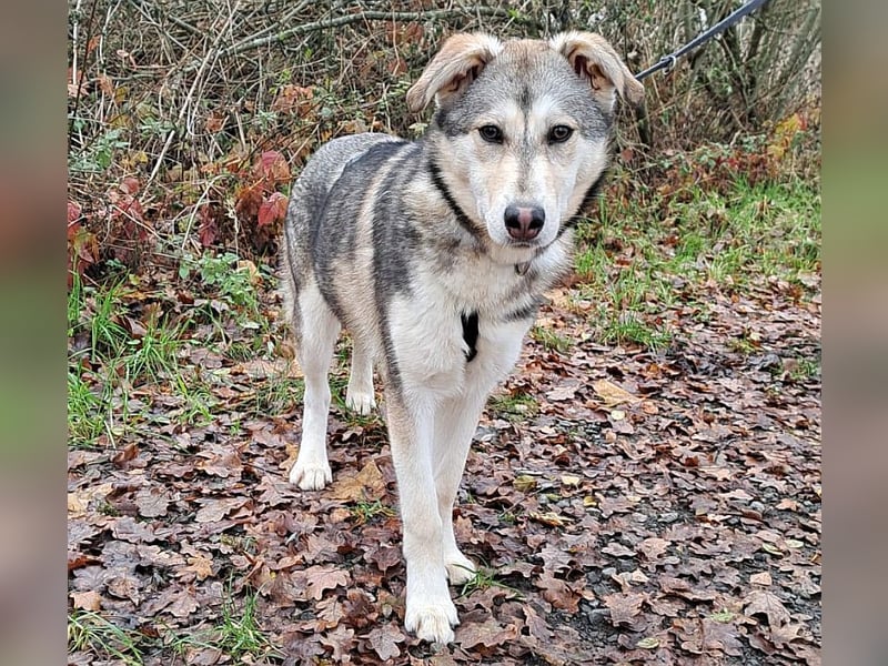 Husky Mischlings Junghündin "Hilda" sucht ein Zuhause