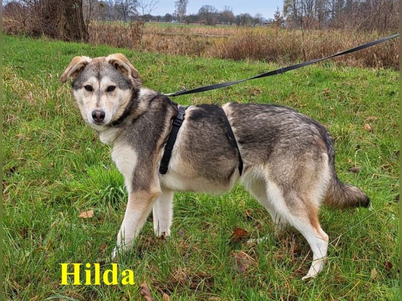 Husky Mischlings Junghündin "Hilda" sucht ein Zuhause