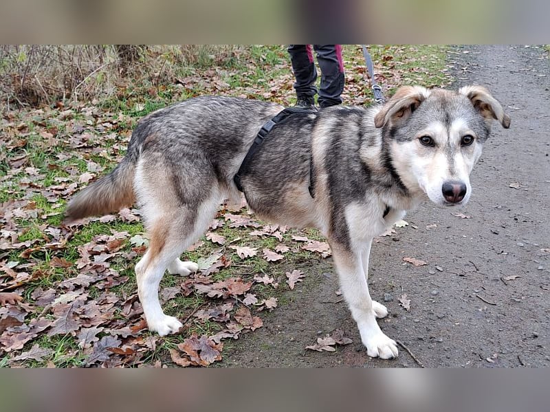 Husky Mischlings Junghündin "Hilda" sucht ein Zuhause