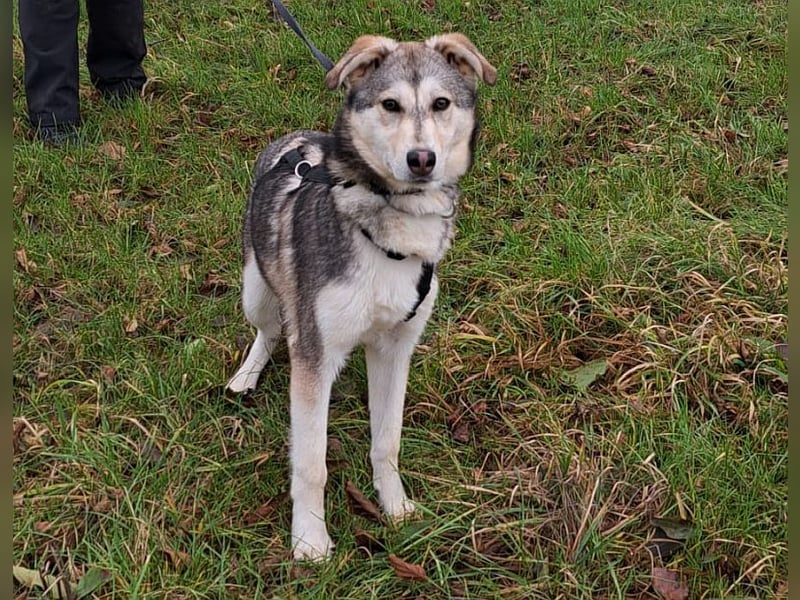 Husky Mischlings Junghündin "Hilda" sucht ein Zuhause