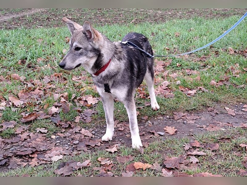 Husky Mischlings Junghündin "Hera" sucht ein Zuhause