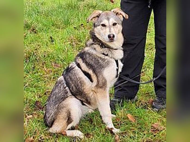 Husky Mischlings Junghündin "Hilda" sucht ein Zuhause