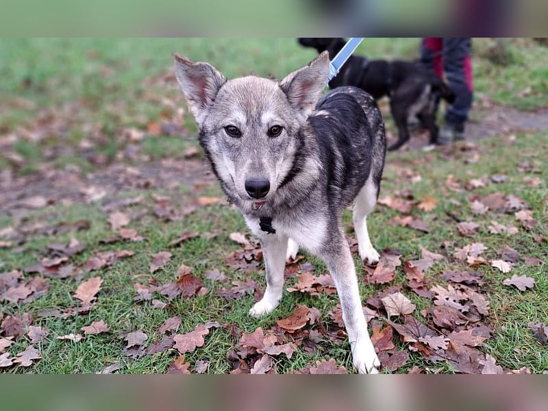 Husky Mischlings Junghündin "Hera" sucht ein Zuhause