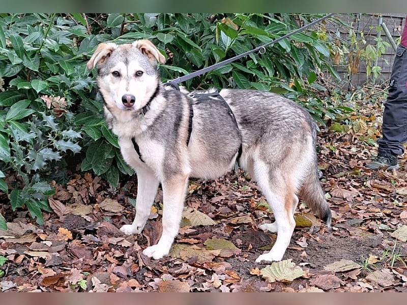 Husky Mischlings Junghündin "Hilda" sucht ein Zuhause