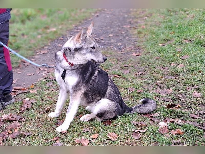 Husky Mischlings Junghündin "Hera" sucht ein Zuhause