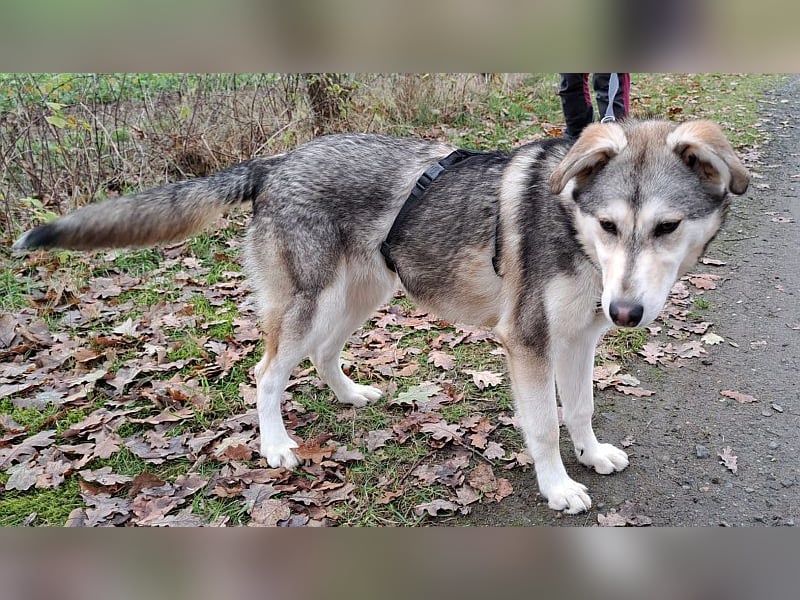 Husky Mischlings Junghündin "Hilda" sucht ein Zuhause
