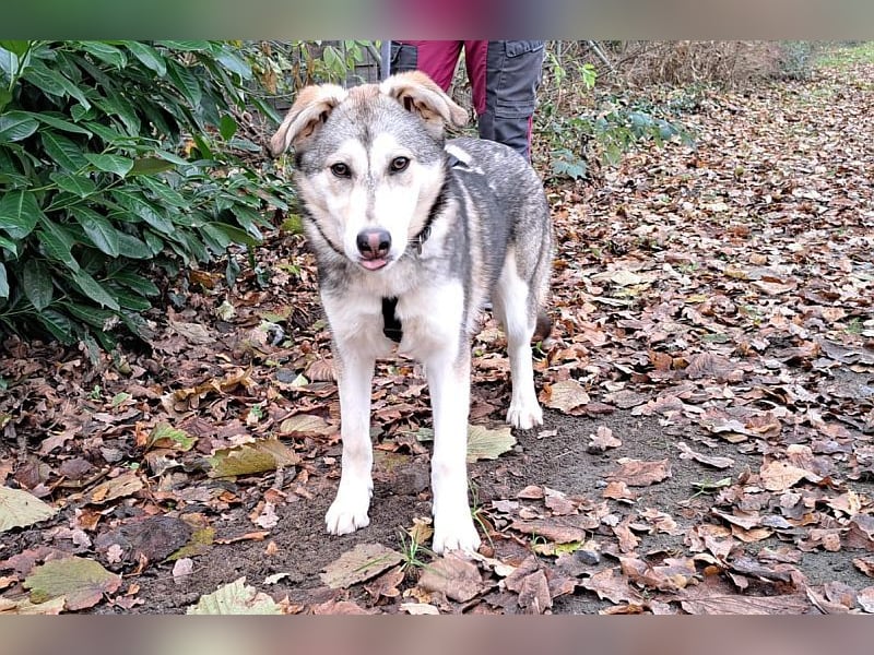 Husky Mischlings Junghündin "Hilda" sucht ein Zuhause