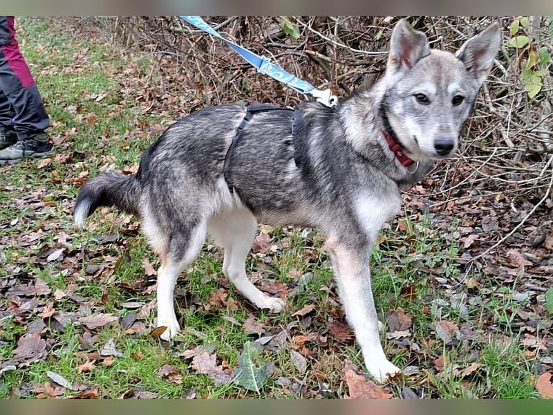 Husky Mischlings Junghündin "Hera" sucht ein Zuhause