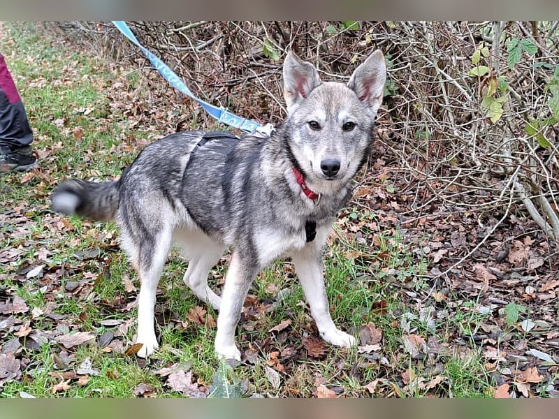 Husky Mischlings Junghündin "Hera" sucht ein Zuhause