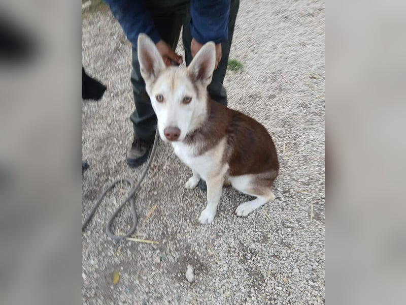 Percy VA,voller Energie, Charme und Herz