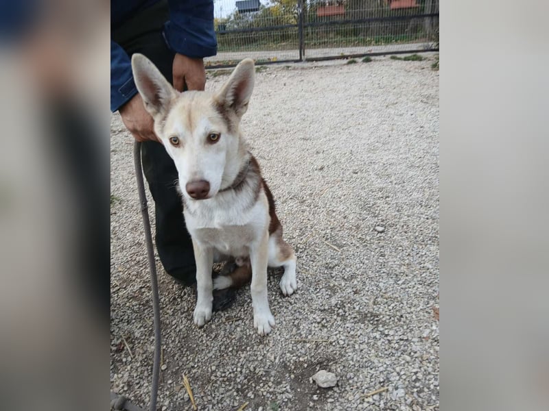 Percy VA,voller Energie, Charme und Herz