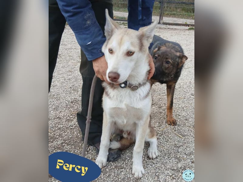 Percy VA,voller Energie, Charme und Herz