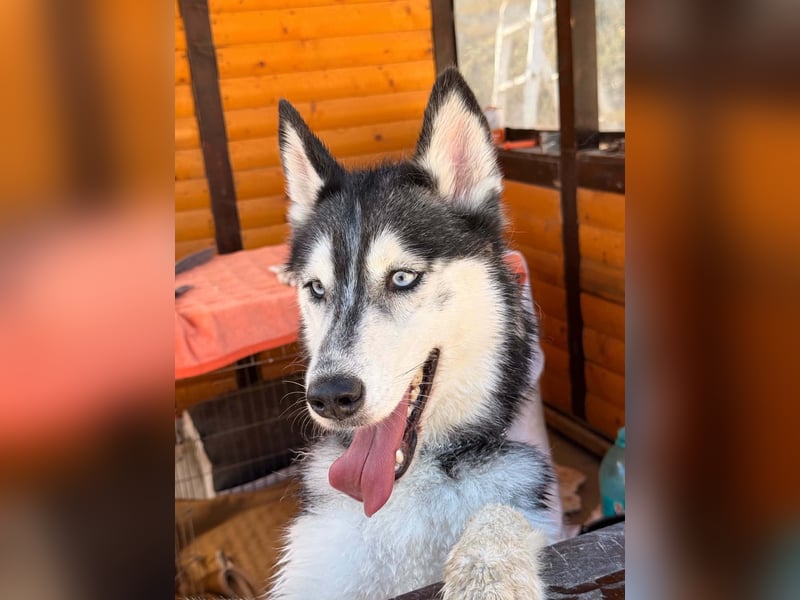 Luna sucht aktive Familie, gern mit Katzen!