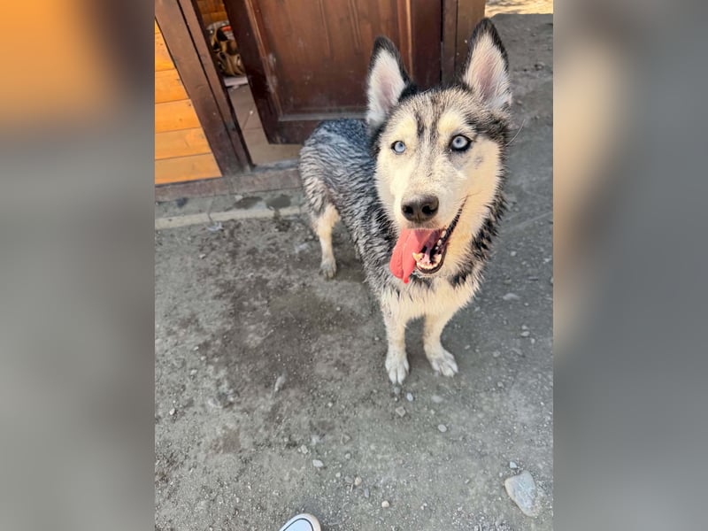 Luna sucht aktive Familie, gern mit Katzen!