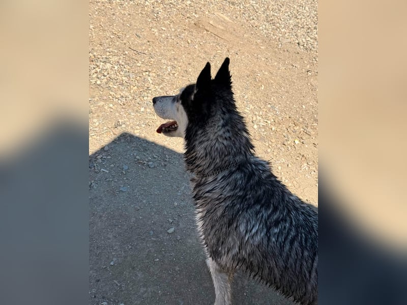 Luna sucht aktive Familie, gern mit Katzen!
