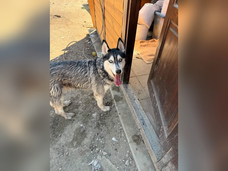 Luna sucht aktive Familie, gern mit Katzen!