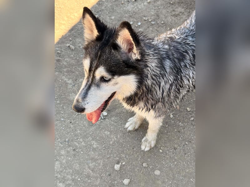 Luna sucht aktive Familie, gern mit Katzen!