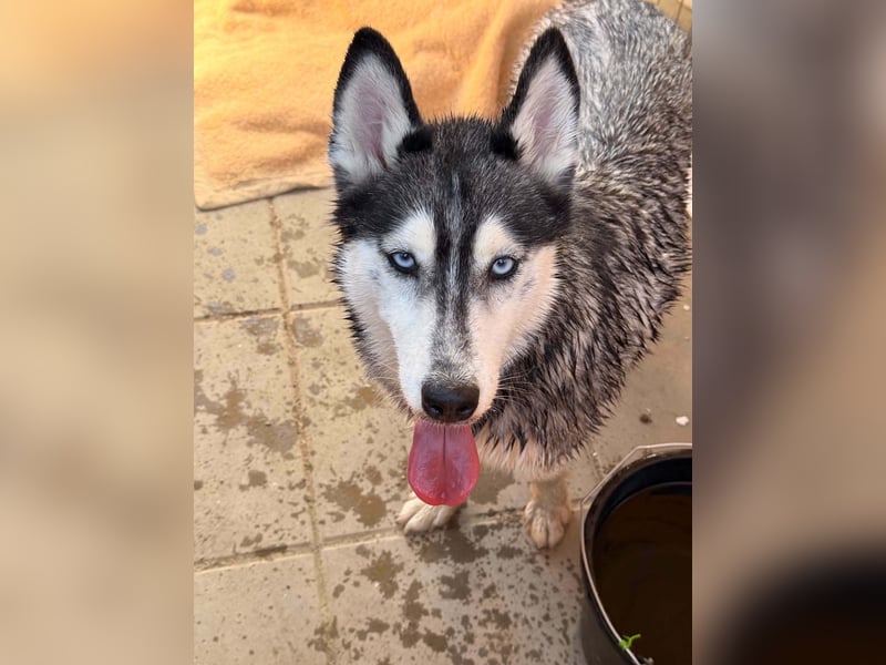 Luna sucht aktive Familie, gern mit Katzen!