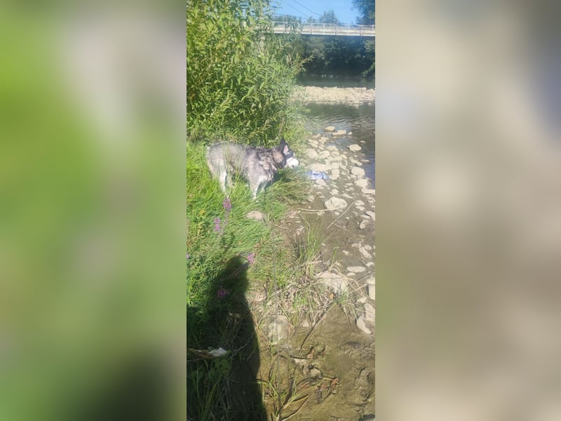 Luna sucht aktive Familie, gern mit Katzen!