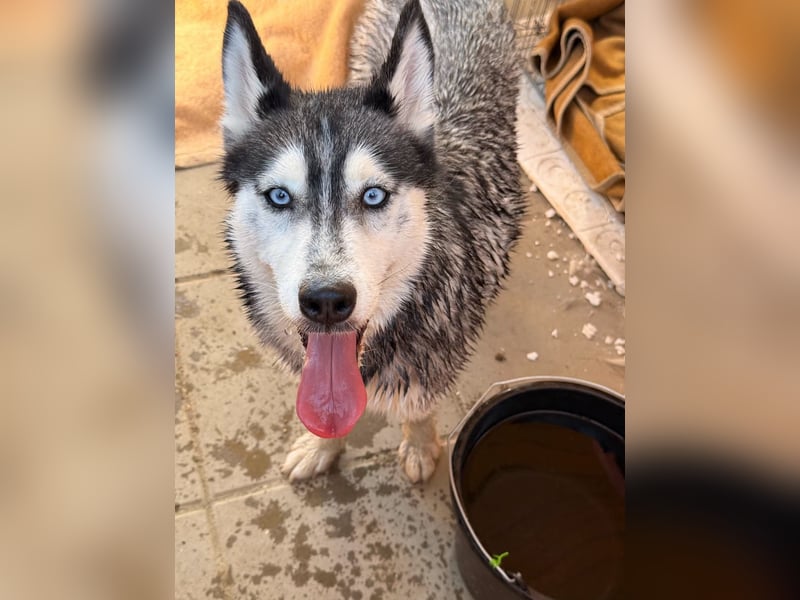 Luna sucht aktive Familie, gern mit Katzen!