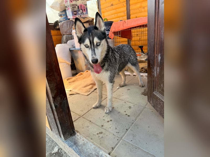 Luna sucht aktive Familie, gern mit Katzen!